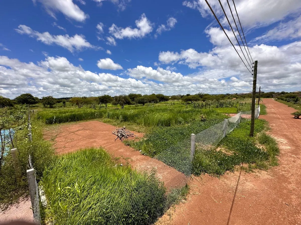 Growing plants and basket straw on Baba Tree land in Bolgatanga