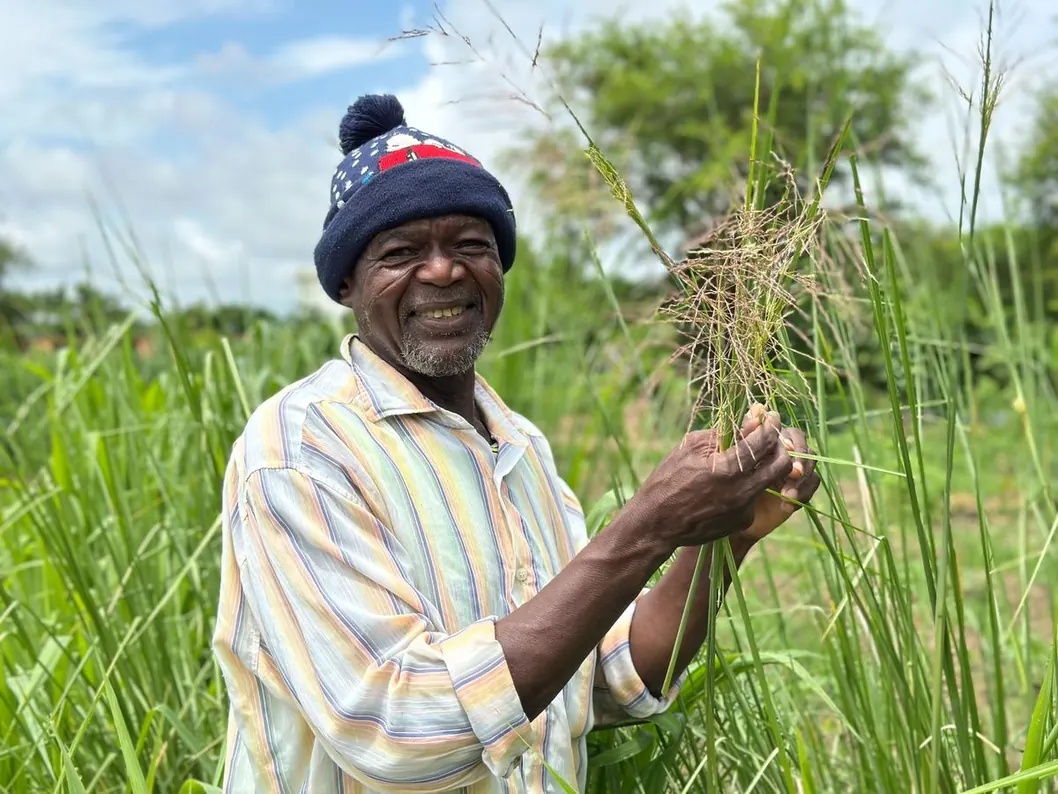 A grower examining tall basket straw on Baba Tree land