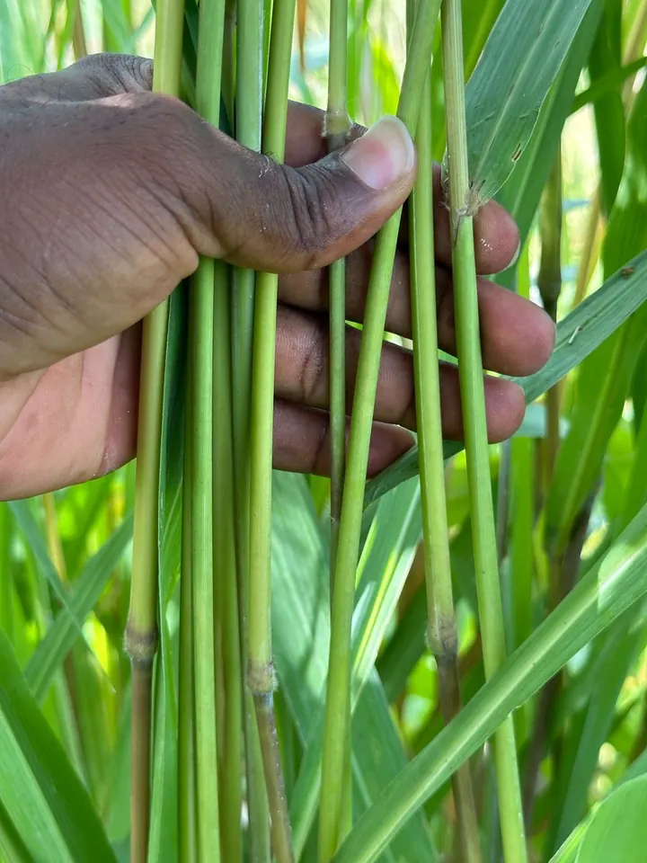 A hand examining growing straw stems