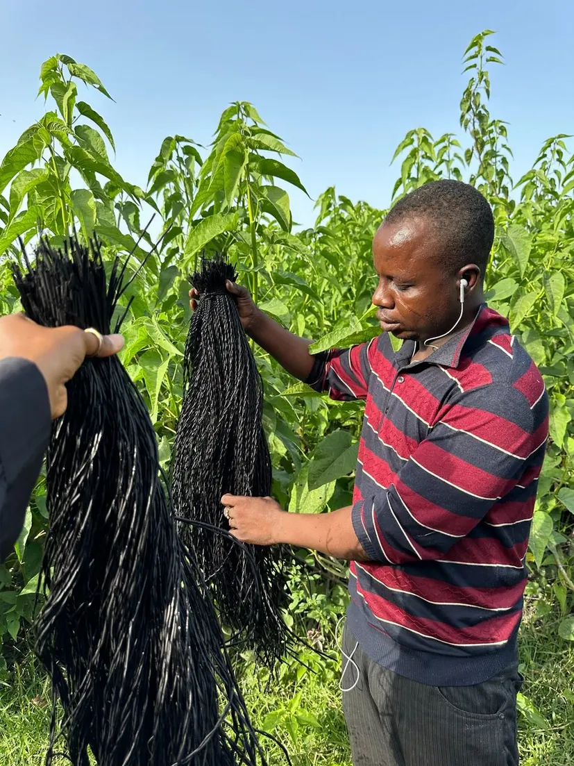 A basket maker lifting dark dyed straw