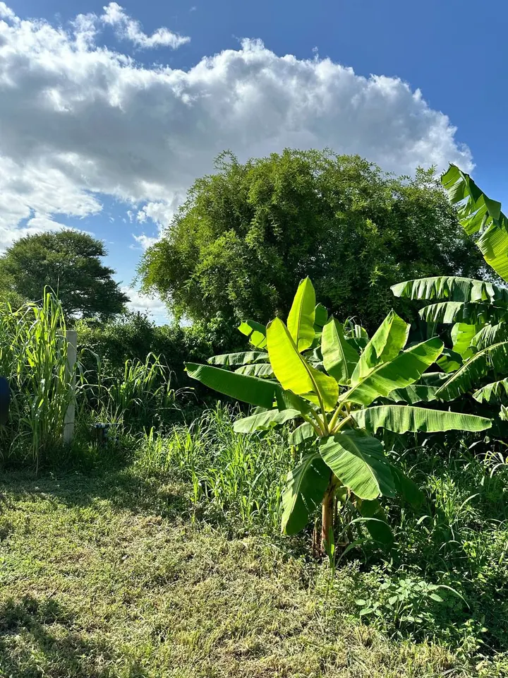Plants growing on Baba Tree land beneath a blue sky