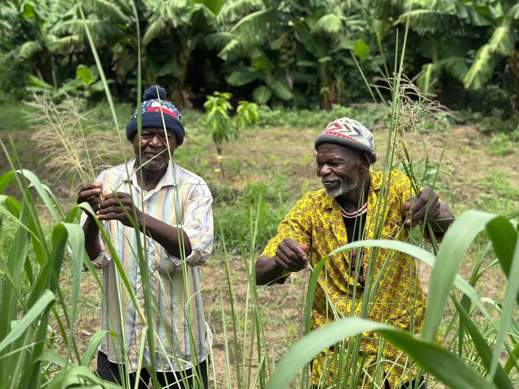 Two growers inspecting straw growing on Baba Tree land